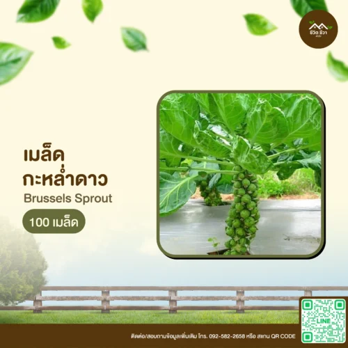 เมล็ดพันธุ์ กะหล่ำดาว