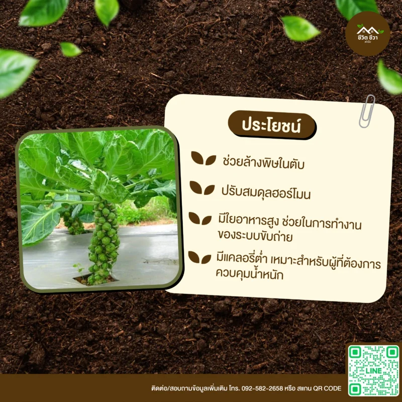 เมล็ดพันธุ์ กะหล่ำดาว