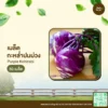 เมล็ดพันธุ์ กะหล่ำปมม่วง