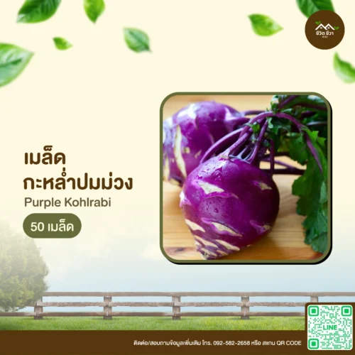 เมล็ดพันธุ์ กะหล่ำปมม่วง