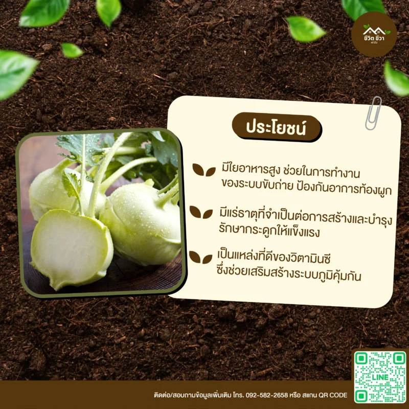 เมล็ดพันธุ์ กะหล่ำปมเขียว