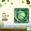 เมล็ดพันธุ์ กะหล่ำปลี