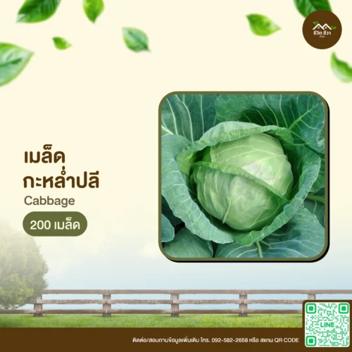 เมล็ดพันธุ์ กะหล่ำปลี