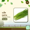 เมล็ดพันธุ์ กุยช่าย