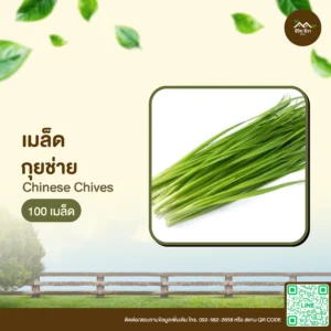 เมล็ดพันธุ์ กุยช่าย