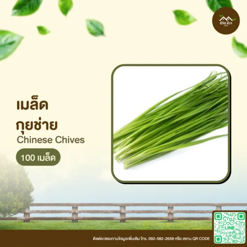 เมล็ดพันธุ์ กุยช่าย