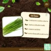 เมล็ดพันธุ์ กุยช่าย