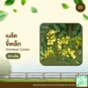 เมล็ดพันธุ์ ขี้เหล็ก