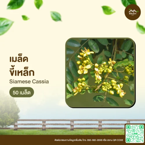 เมล็ดพันธุ์ ขี้เหล็ก