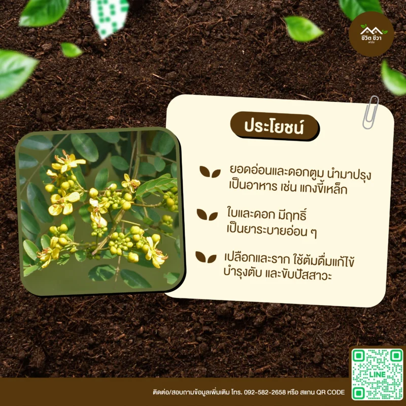 เมล็ดพันธุ์ ขี้เหล็ก