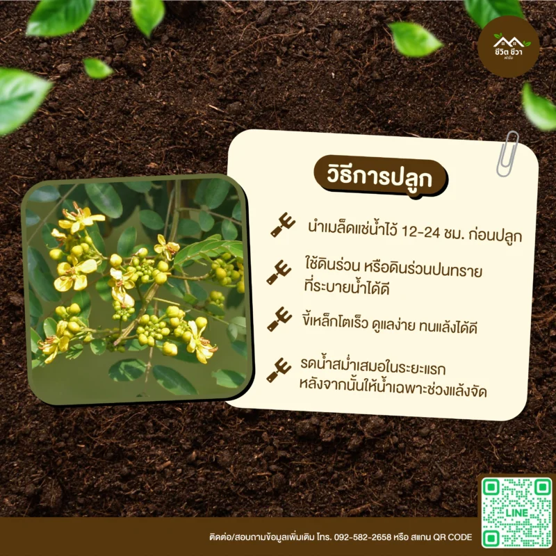 เมล็ดพันธุ์ ขี้เหล็ก