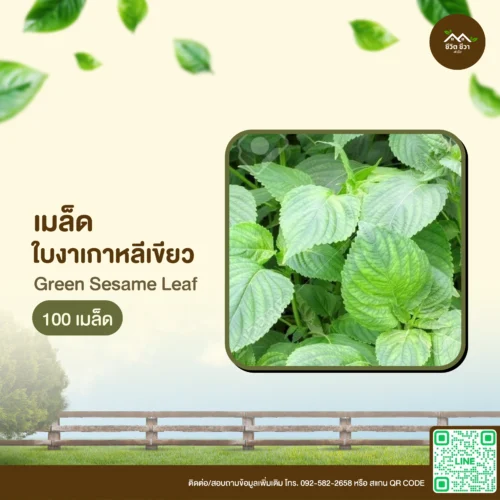เมล็ดพันธุ์ ใบงาเกาหลีเขียว