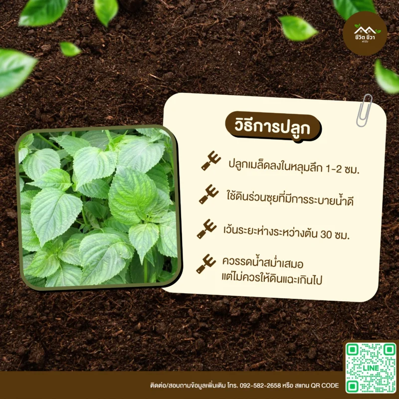 เมล็ดพันธุ์ ใบงาเกาหลีเขียว