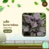 เมล็ดพันธุ์ ใบงาเกาหลีแดง