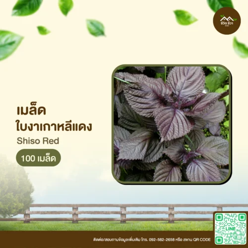 เมล็ดพันธุ์ ใบงาเกาหลีแดง