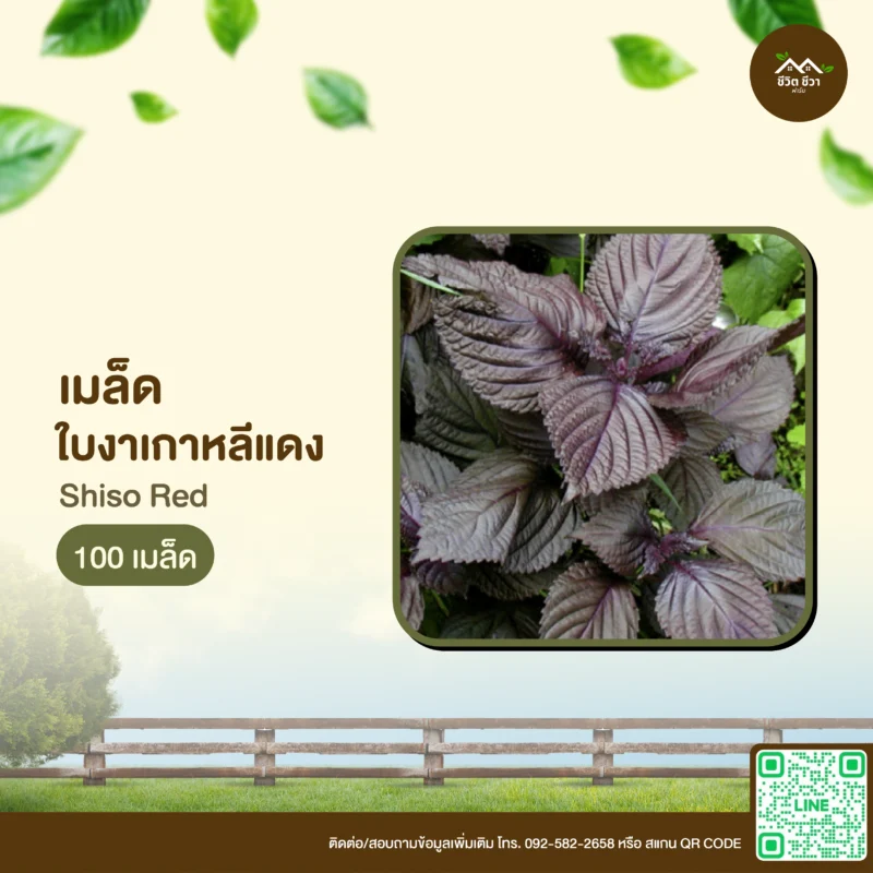 เมล็ดพันธุ์ ใบงาเกาหลีแดง