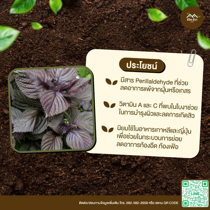 เมล็ดพันธุ์ กระถินบ้าน