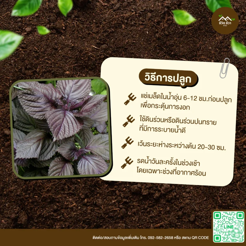 เมล็ดพันธุ์ กระถินบ้าน