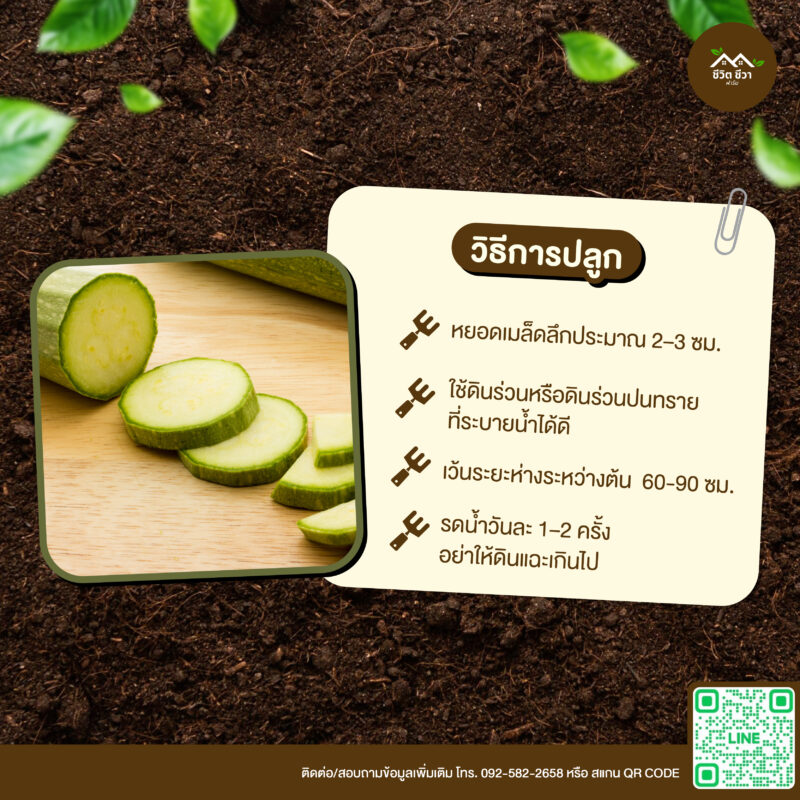 เมล็ดพันธุ์ ซูกีนี
