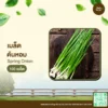 เมล็ดพันธุ์ ต้นหอม