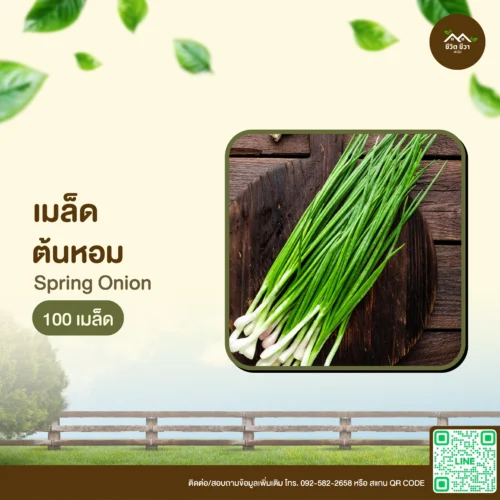เมล็ดพันธุ์ ต้นหอม