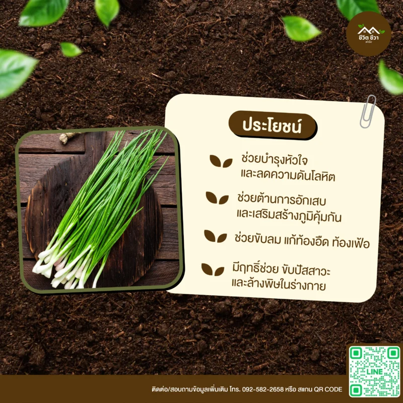 เมล็ดพันธุ์ ต้นหอม