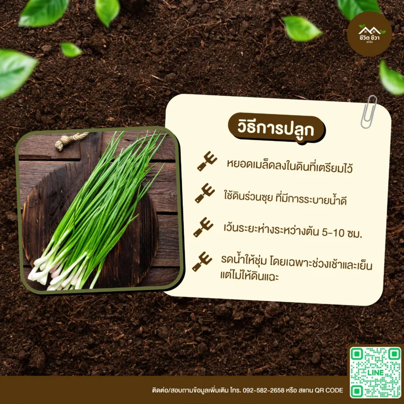 เมล็ดพันธุ์ ต้นหอม