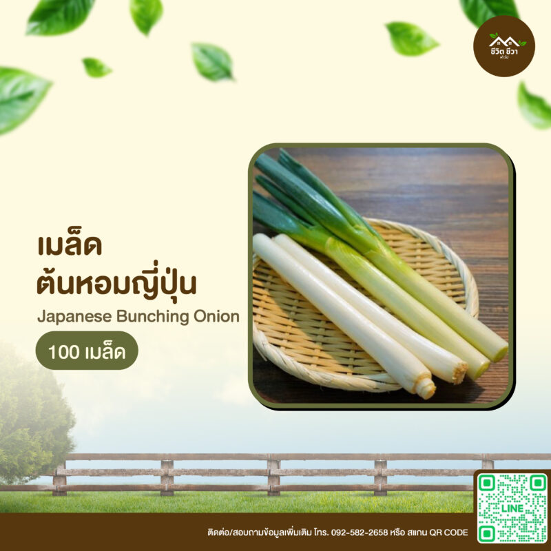 เมล็ดพันธุ์ ต้นหอมญี่ปุ่น