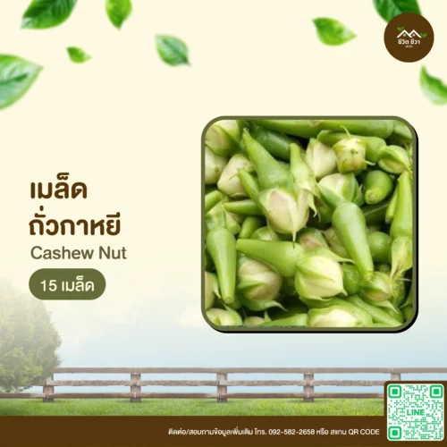 เมล็ดพันธุ์ ถั่วกาหยี