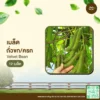 เมล็ดพันธุ์ ถั่วขก/ครก