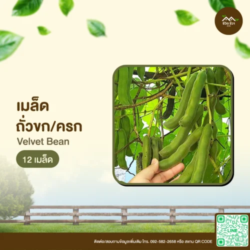 เมล็ดพันธุ์ ถั่วขก/ครก