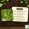 เมล็ดพันธุ์ ถั่วขก/ครก
