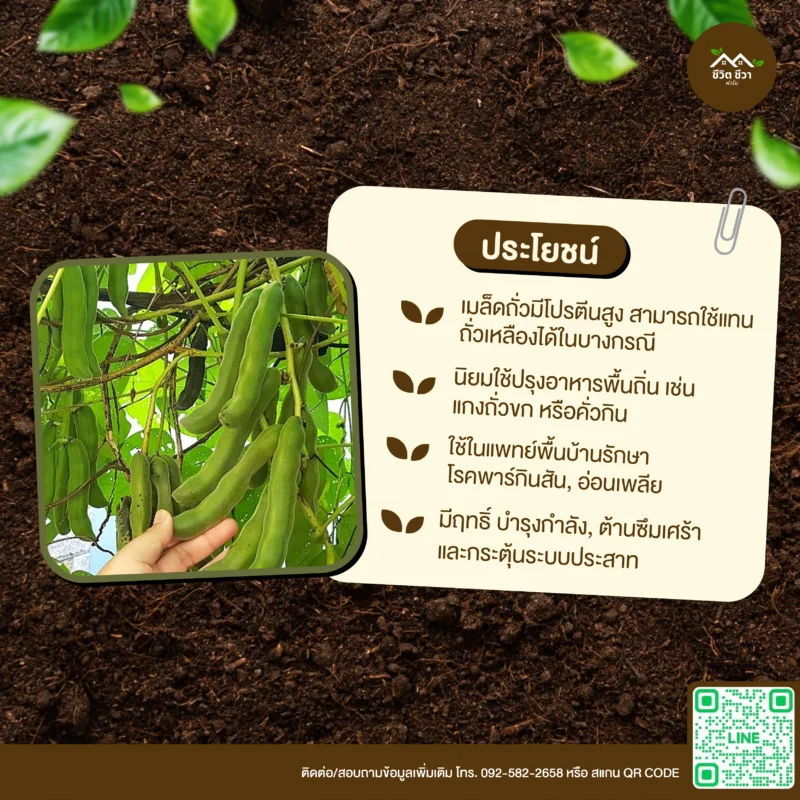 เมล็ดพันธุ์ ถั่วขก/ครก