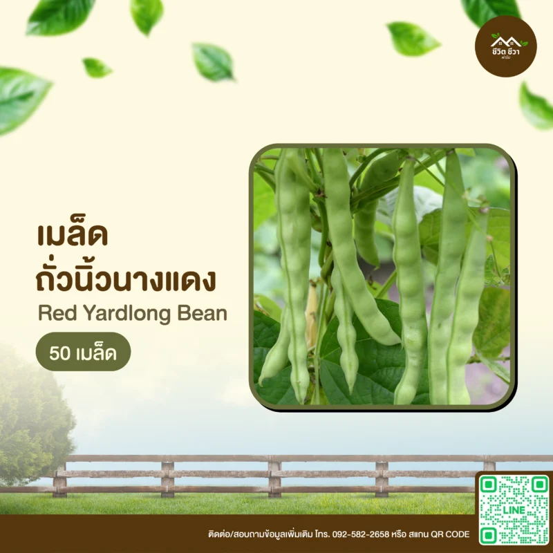เมล็ดพันธุ์ ถั่วนิ้วนางแดง