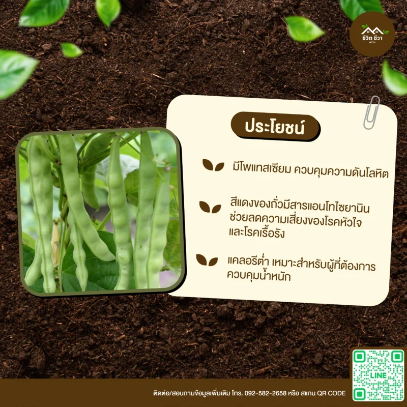 เมล็ดพันธุ์ ถั่วนิ้วนางแดง