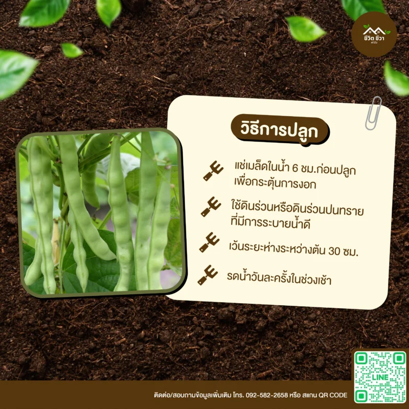 เมล็ดพันธุ์ ถั่วนิ้วนางแดง