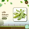 เมล็ดพันธุ์ ถั่วลันเตา