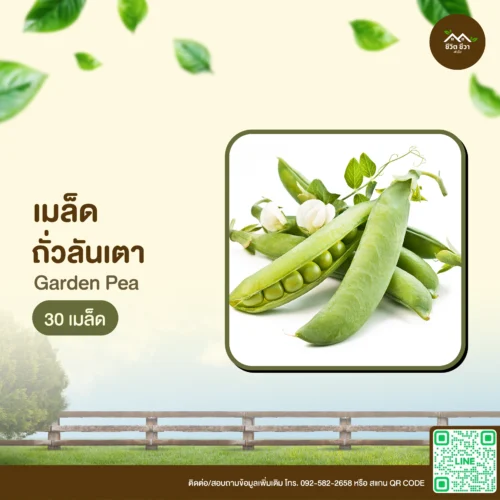 เมล็ดพันธุ์ ถั่วลันเตา