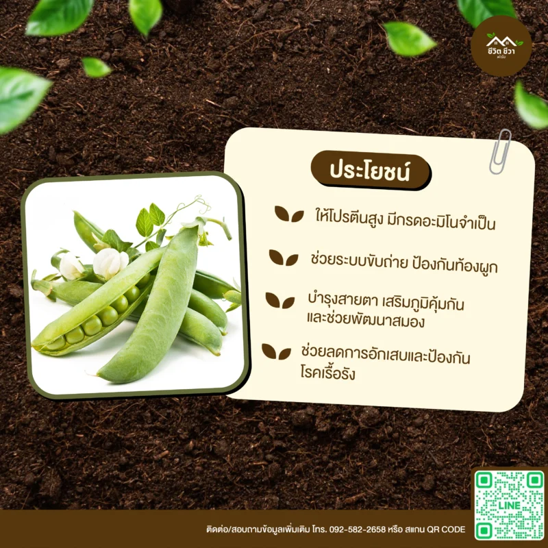 เมล็ดพันธุ์ ถั่วลันเตา