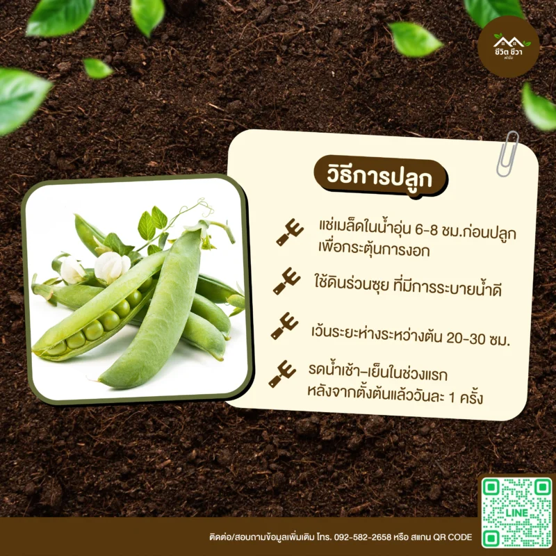 เมล็ดพันธุ์ ถั่วลันเตา