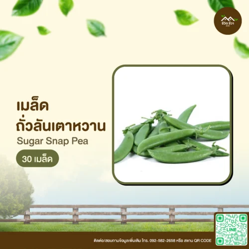 เมล็ดพันธุ์ ถั่วลันเตาหวาน