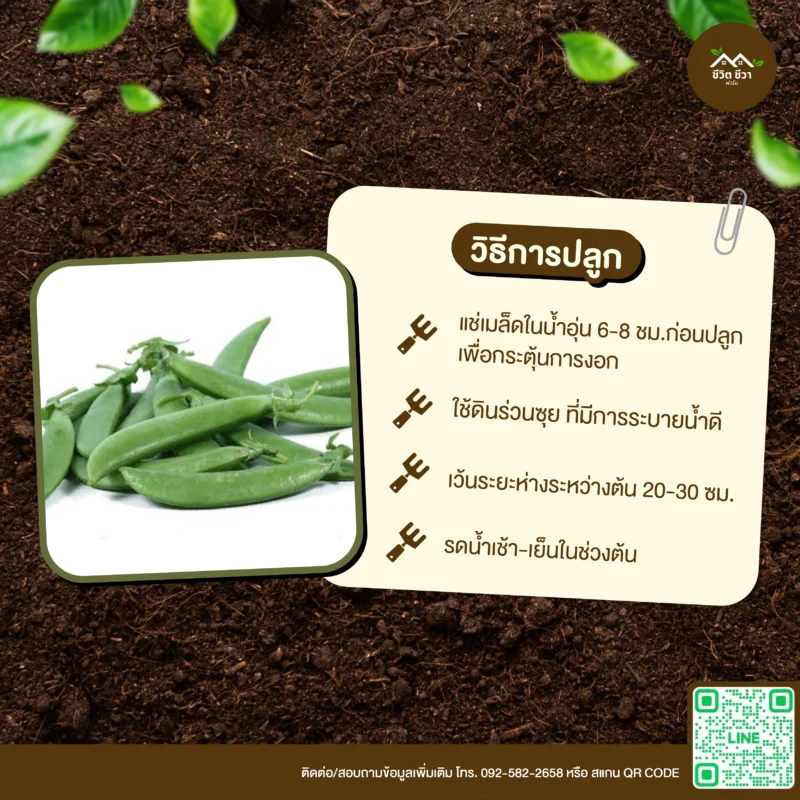 เมล็ดพันธุ์ ถั่วลันเตาหวาน