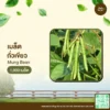 เมล็ดพันธุ์ ถั่วเขียว