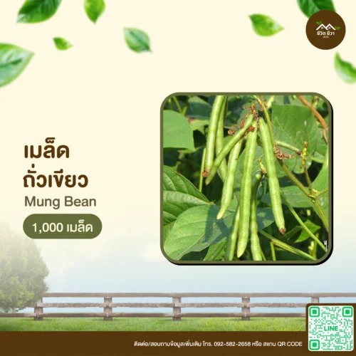 เมล็ดพันธุ์ ถั่วเขียว