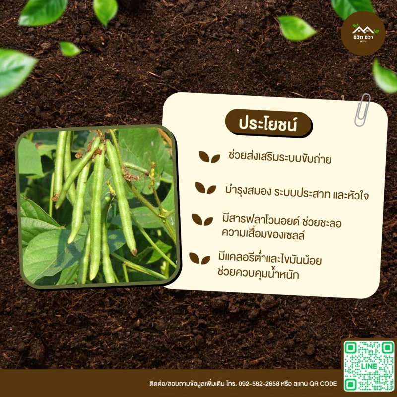 เมล็ดพันธุ์ ถั่วเขียว