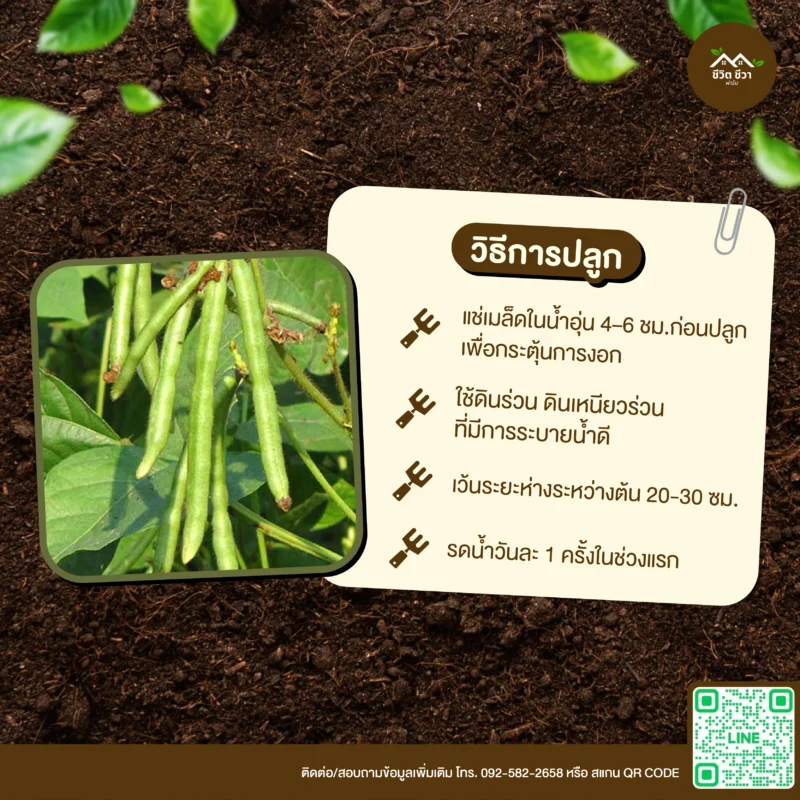 เมล็ดพันธุ์ ถั่วเขียว