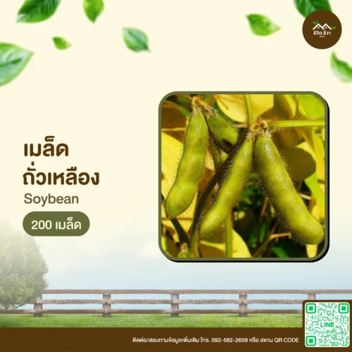 เมล็ดพันธุ์ ถั่วเหลือง
