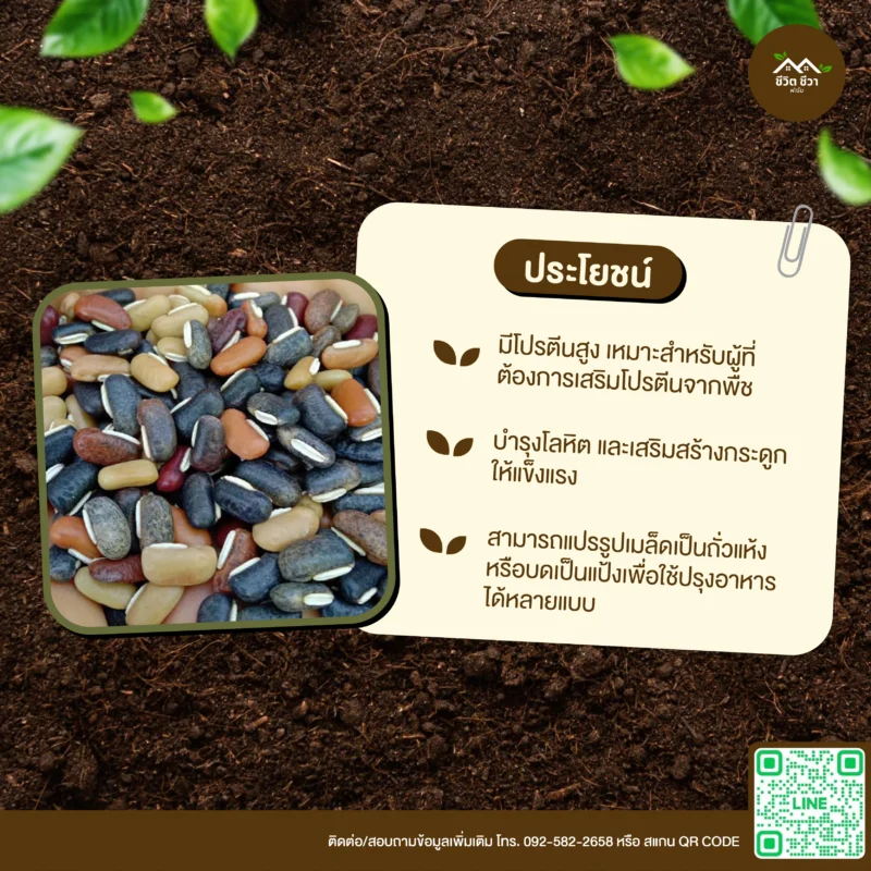 เมล็ดพันธุ์ ถั่วแป๋