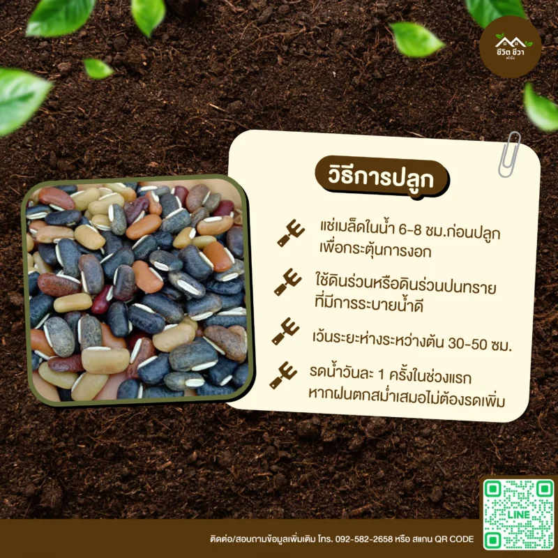 เมล็ดพันธุ์ ถั่วแป๋