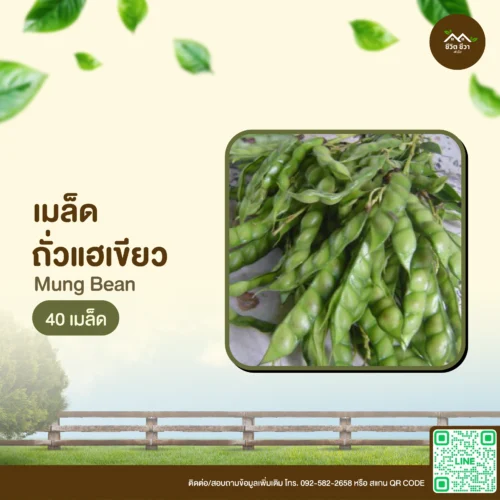 เมล็ดพันธุ์ ถั่วแฮเขียว